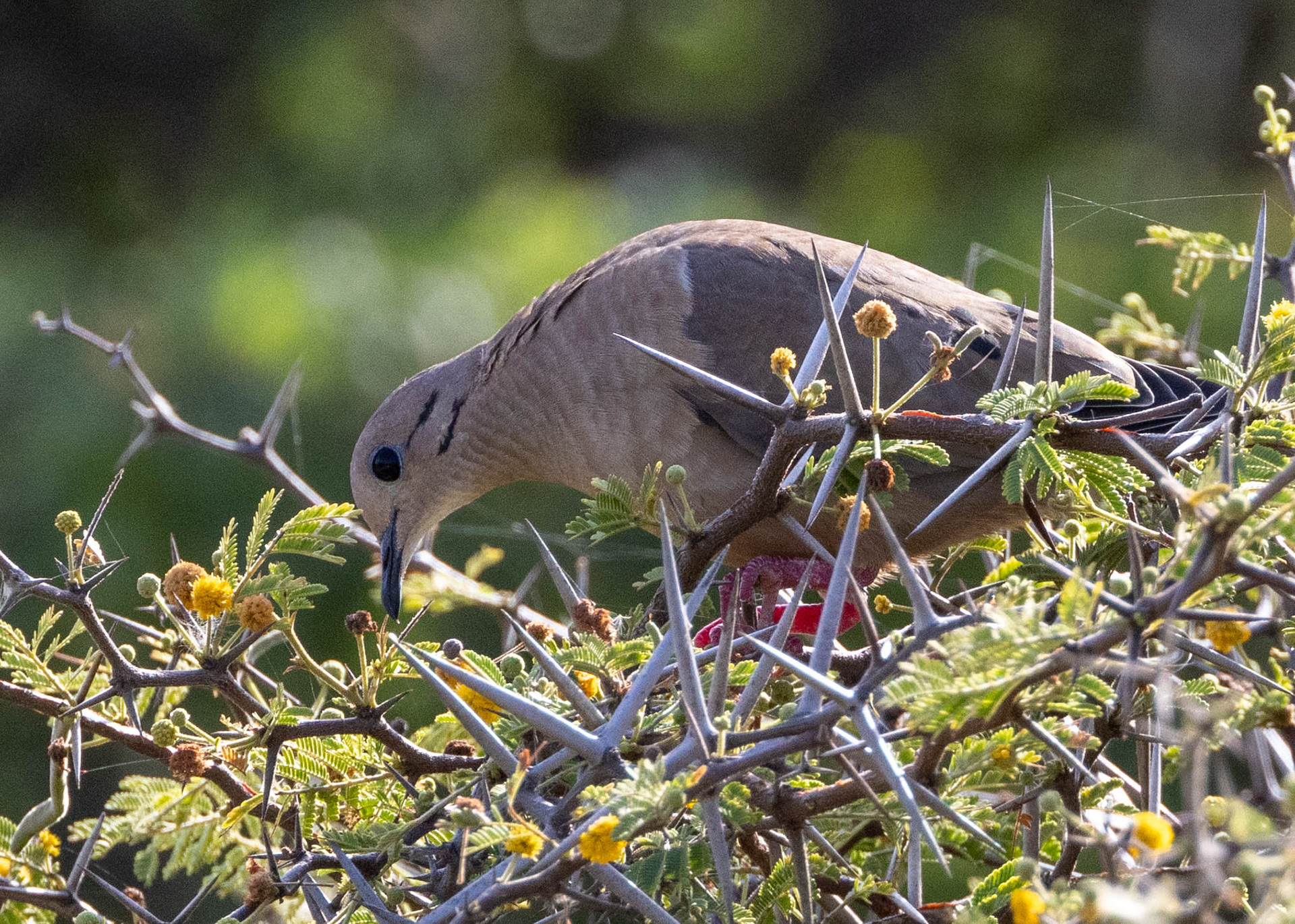 Eared Dove