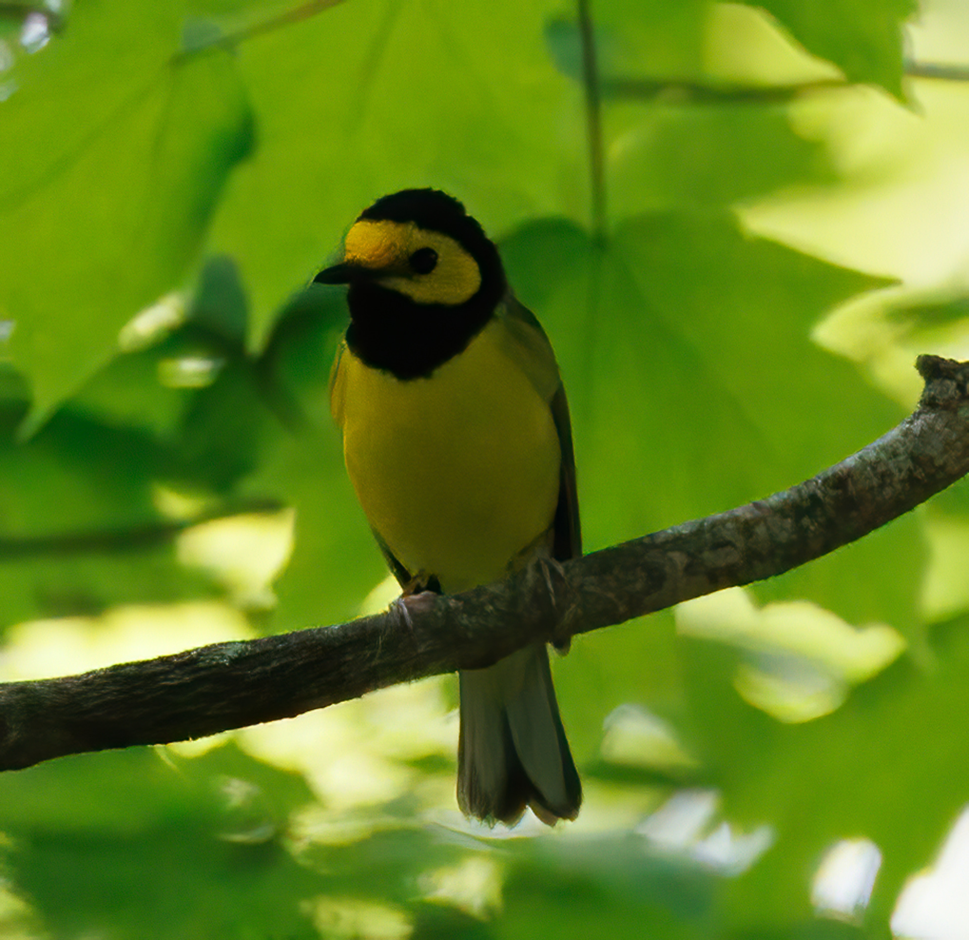 Hooded Warbler