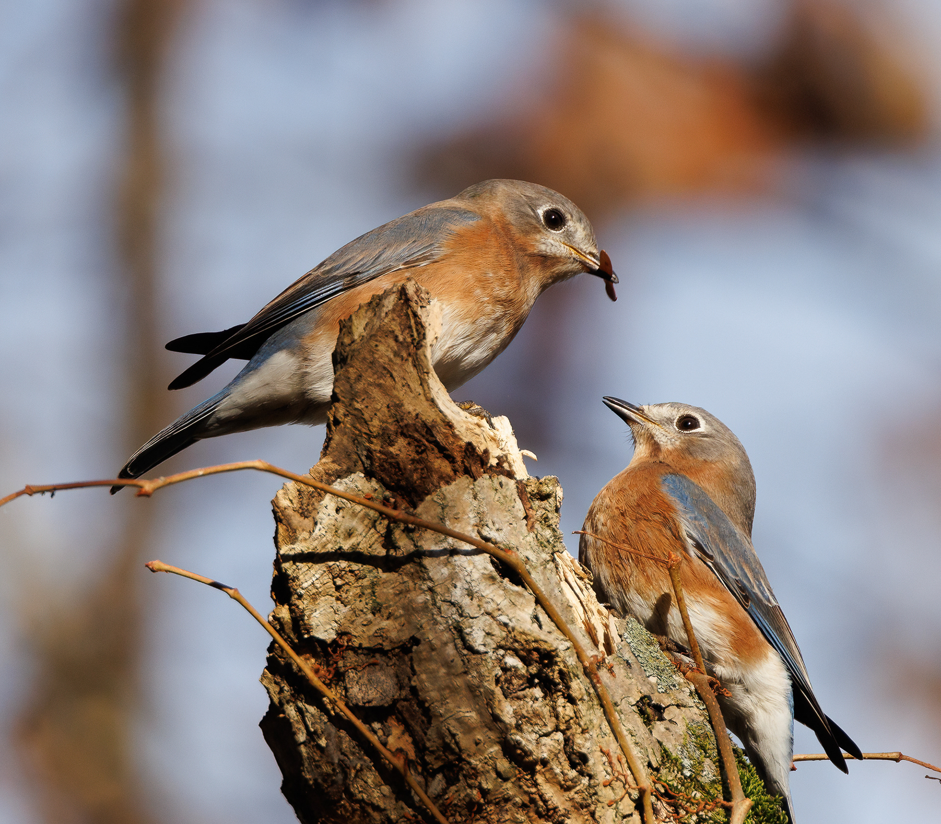 Eastern Bluebird