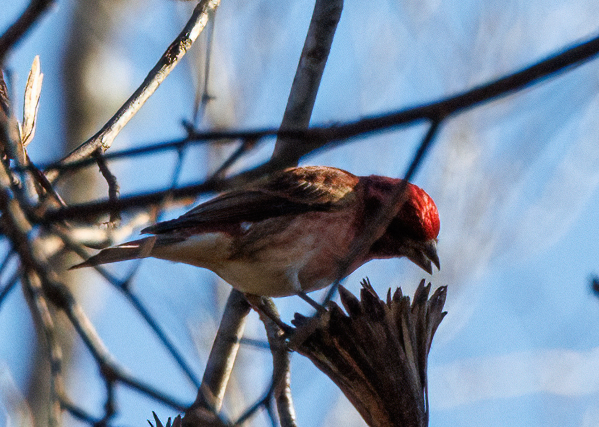 Purple Finch