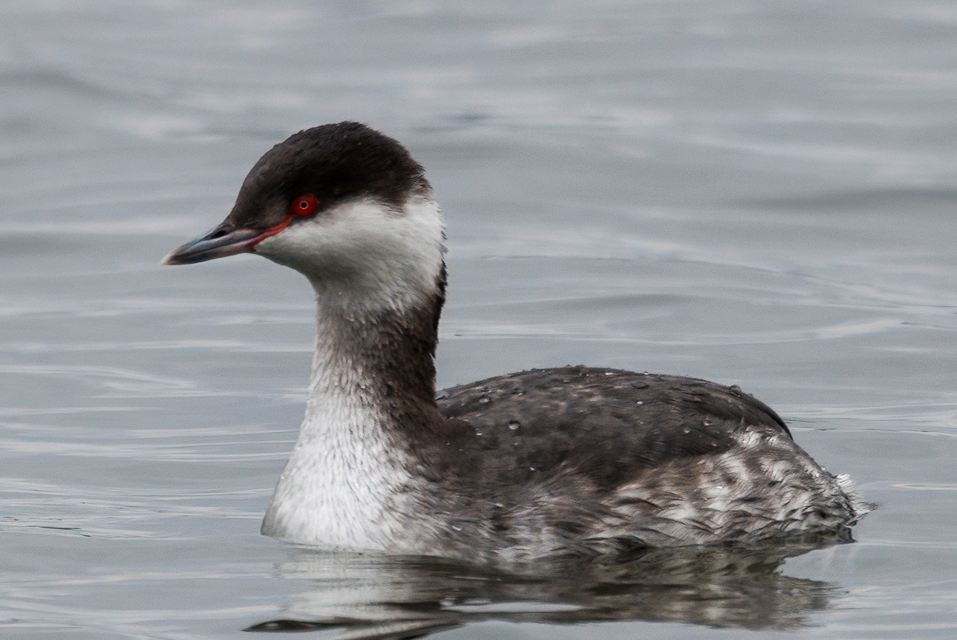 Horned Grebe