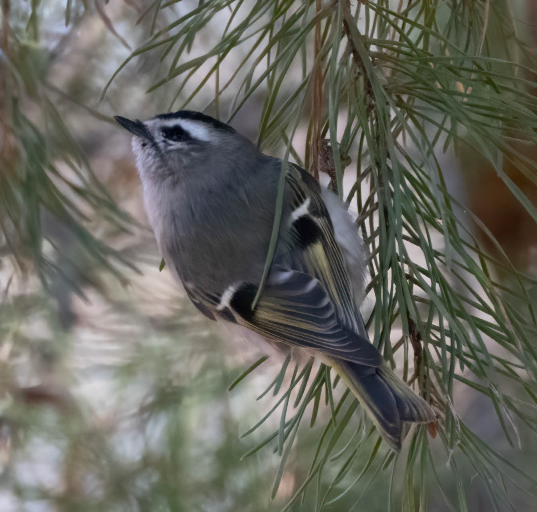 Golden-crowned Kinglet