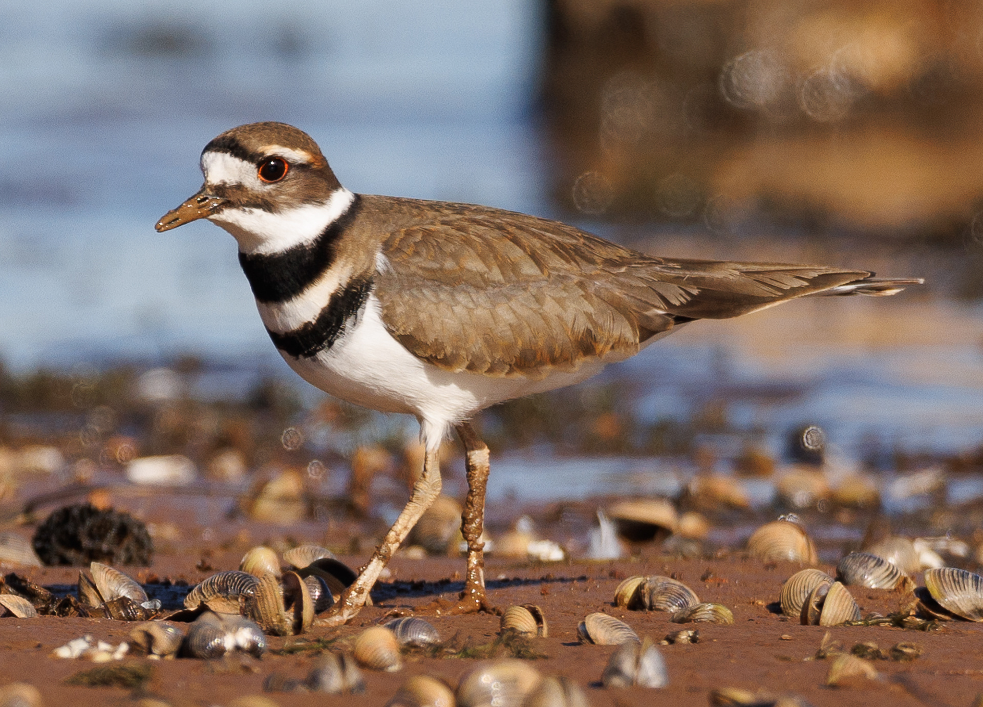 Killdeer