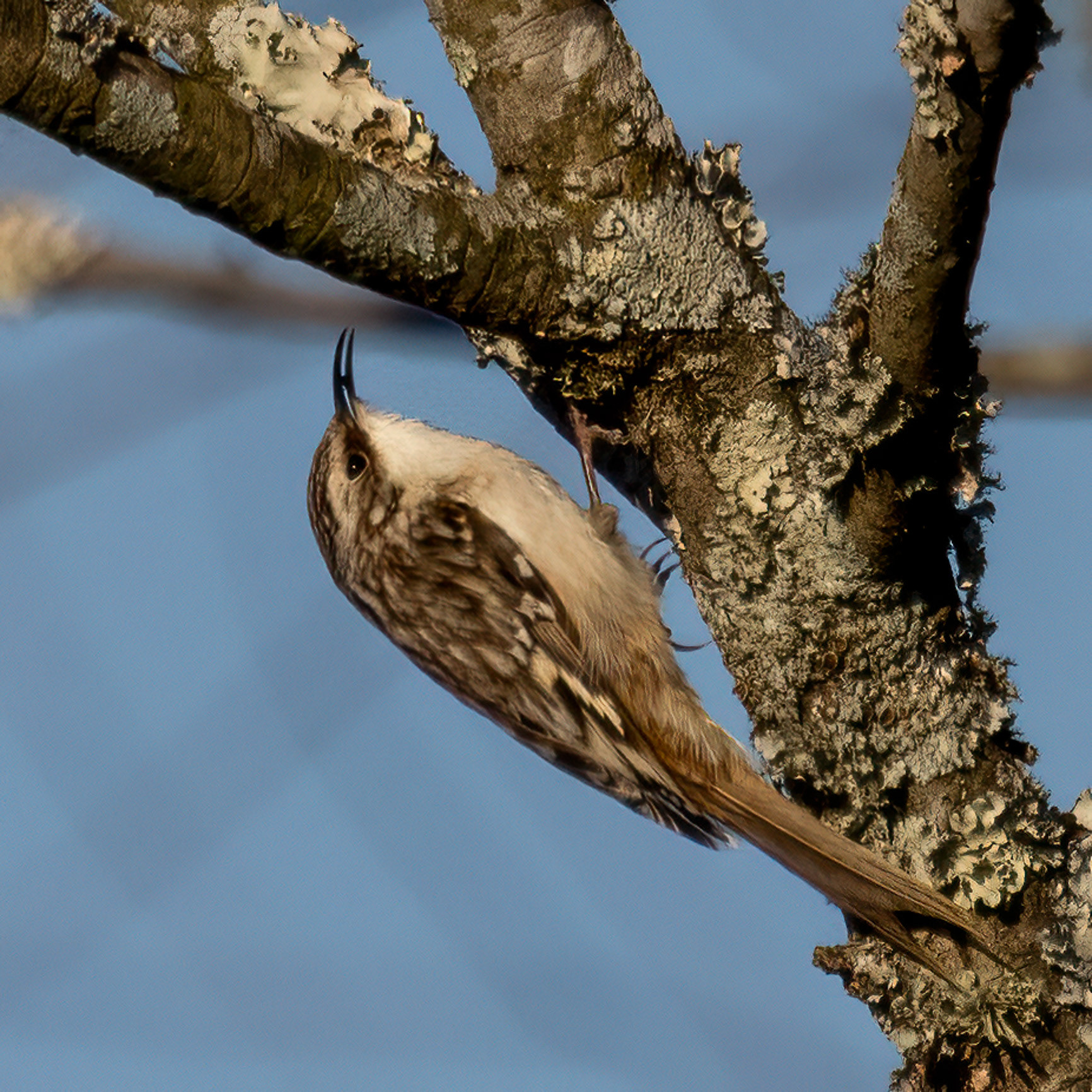 Brown Creeper