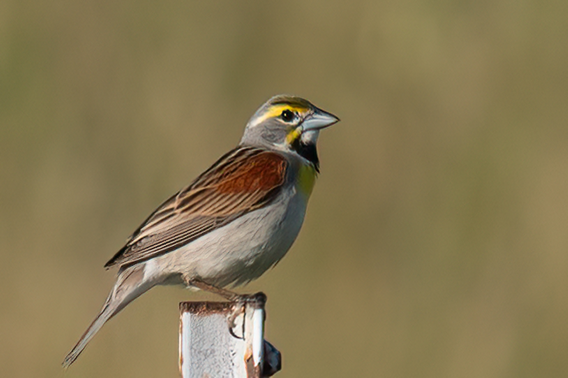 Dickcissel