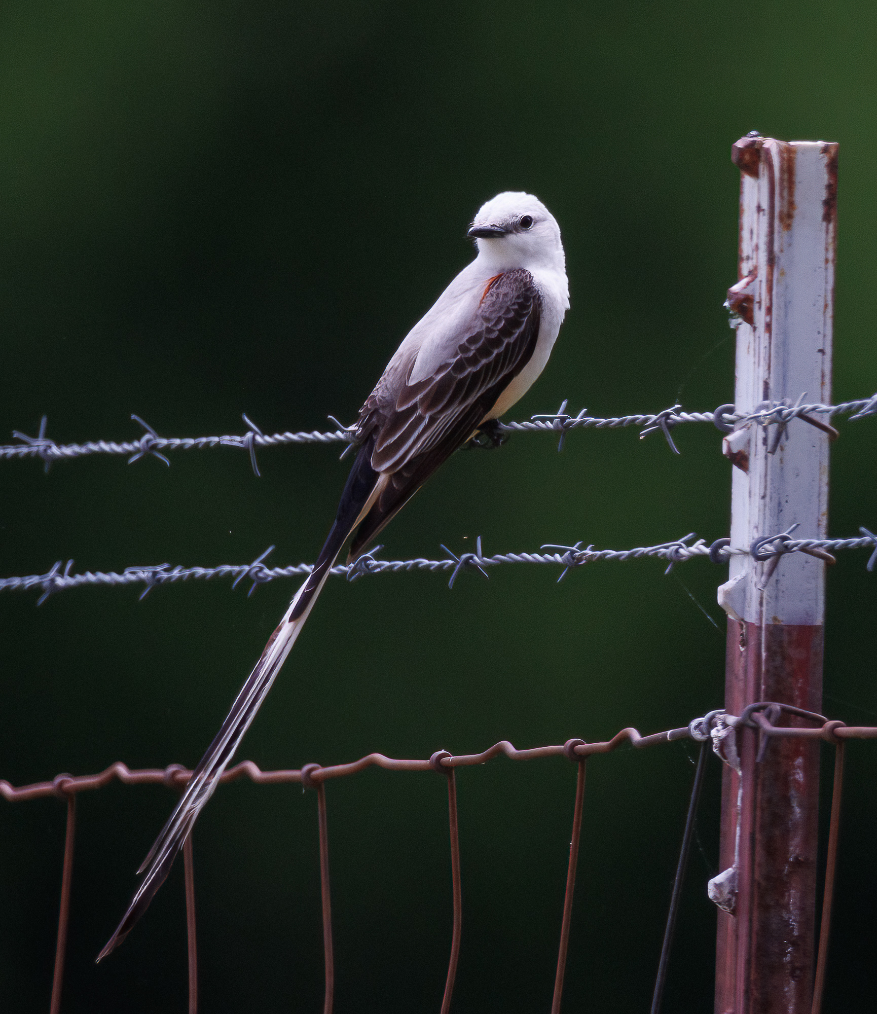 Scissor-tailed Flycatcher