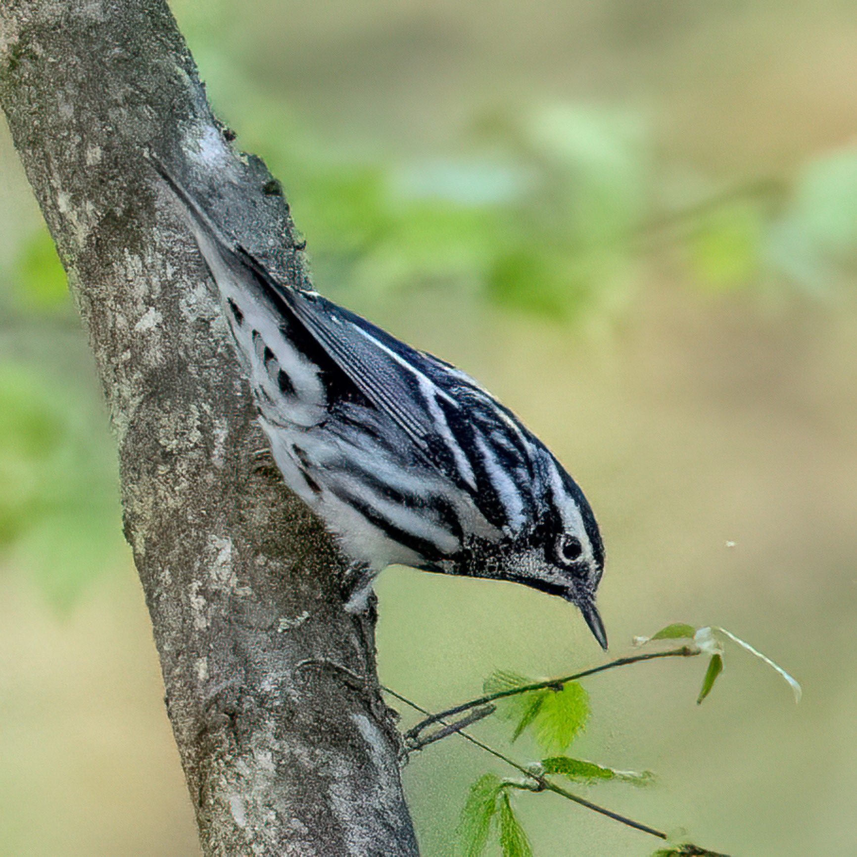 Black-and-White Warbler