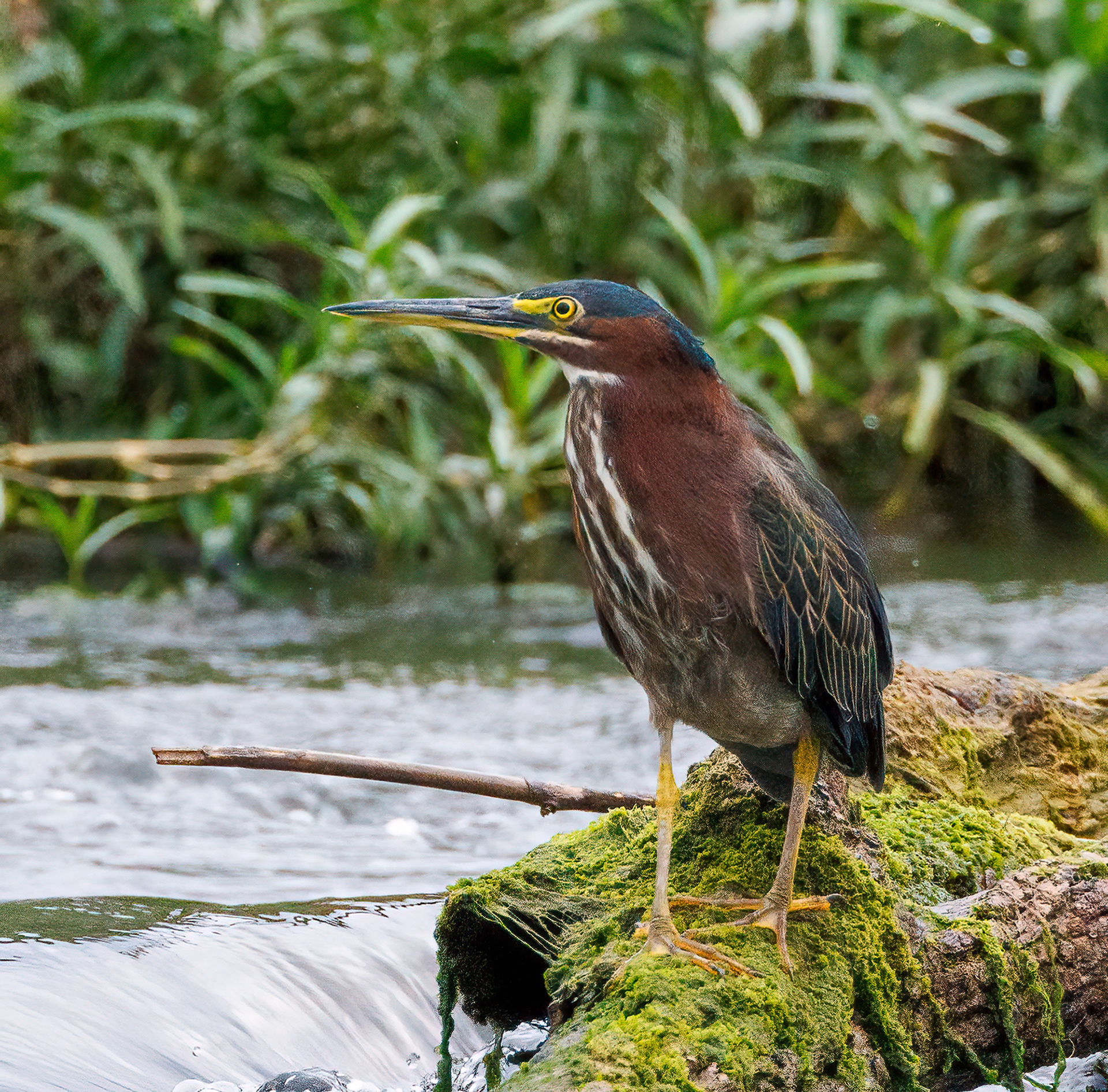 Green Heron