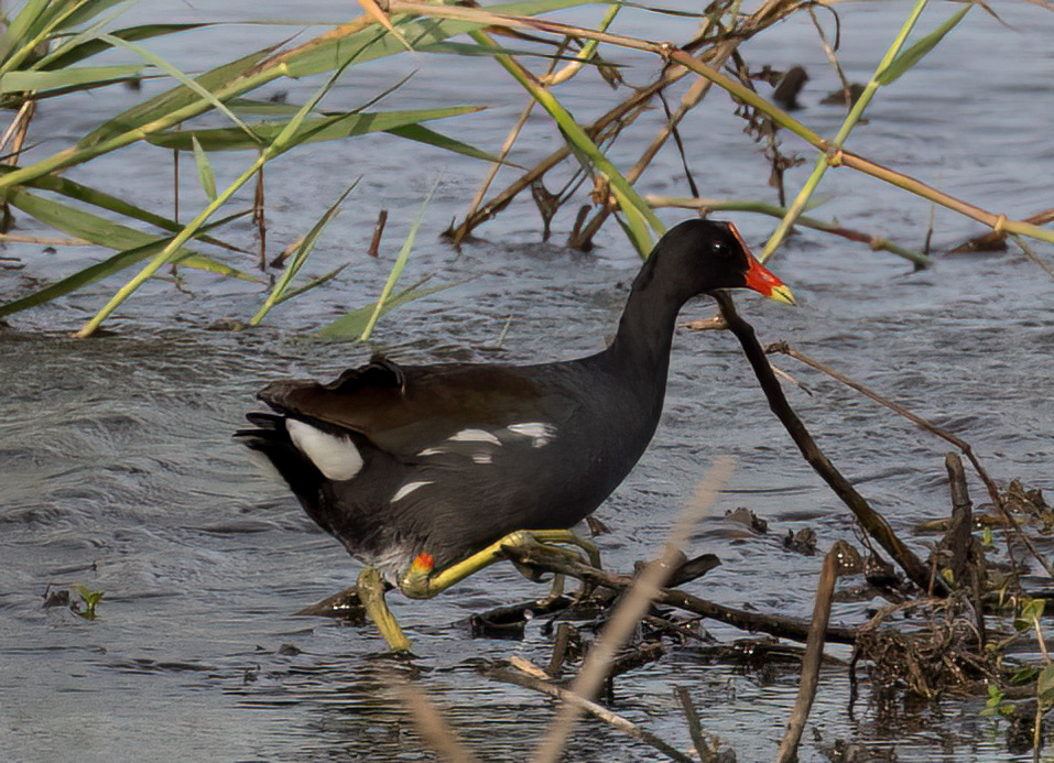 Common Gallinule