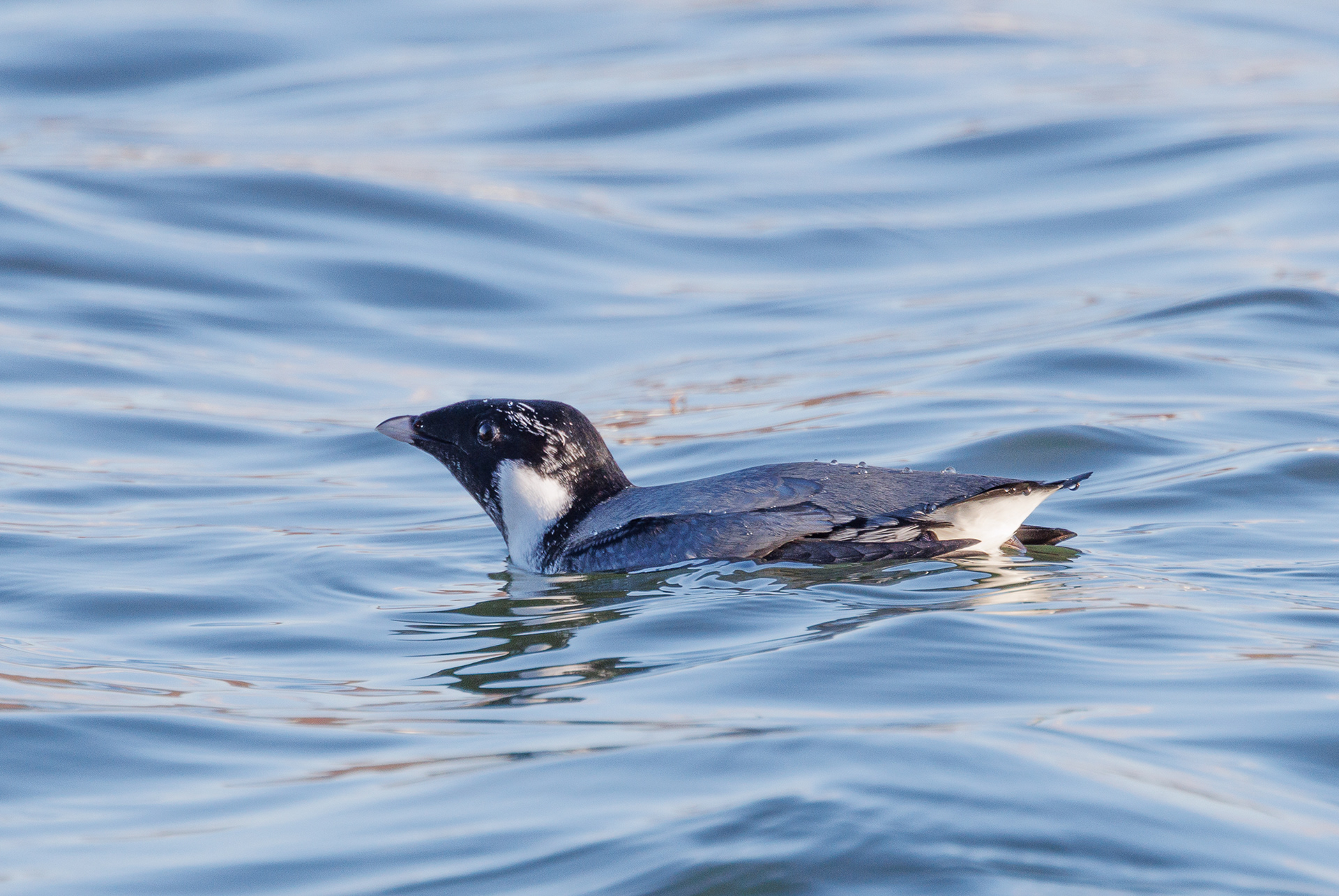 Ancient Murrelet