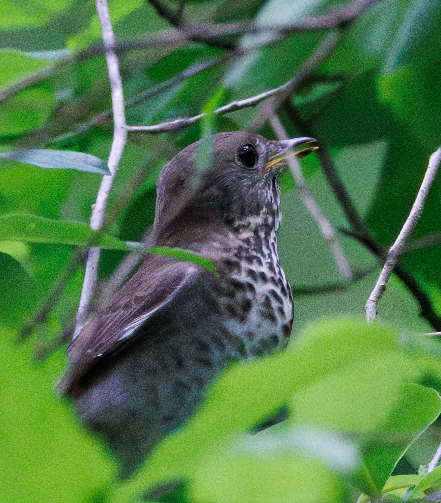 Gray-cheeked Thrush