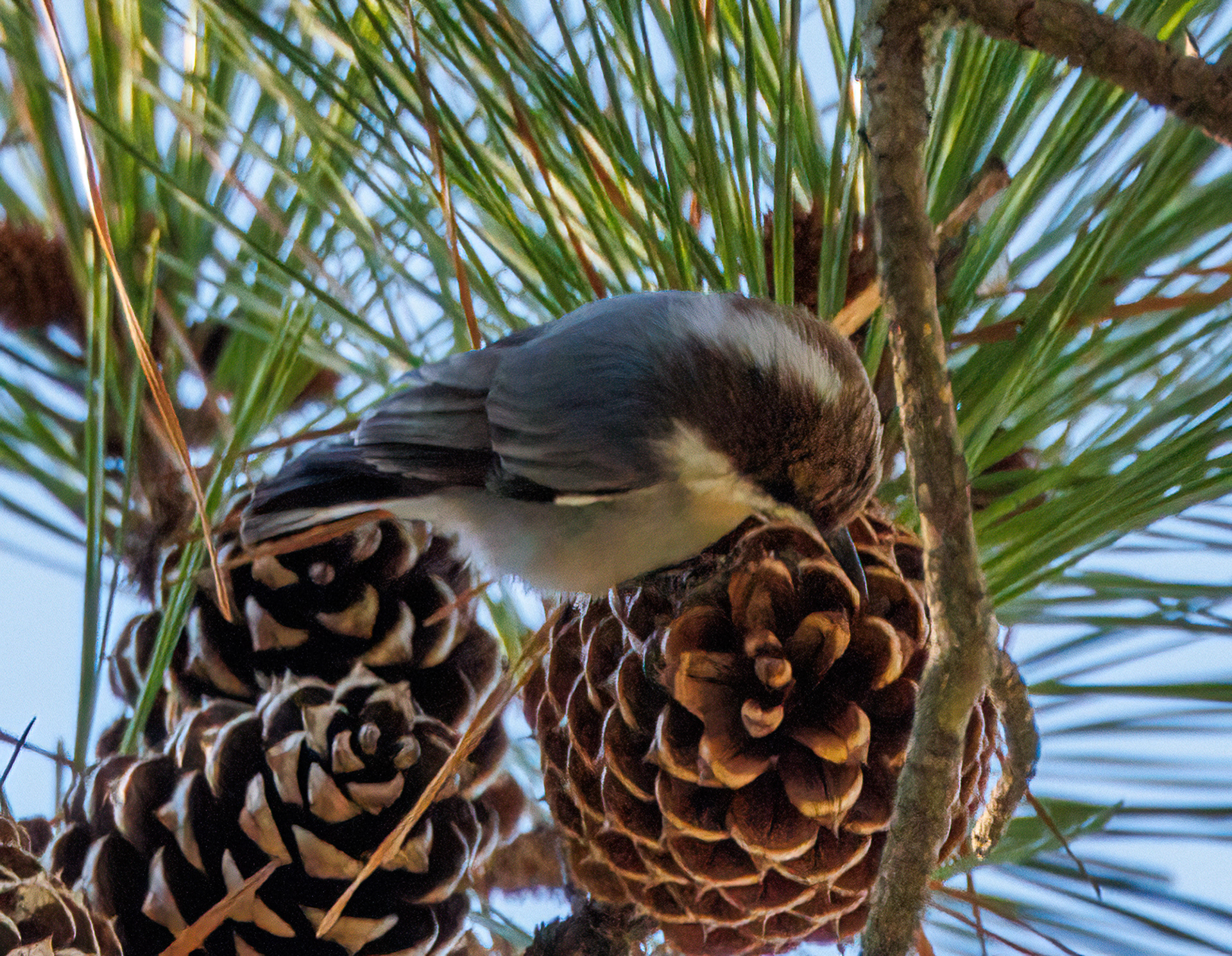 Brown-headed Nuthatch