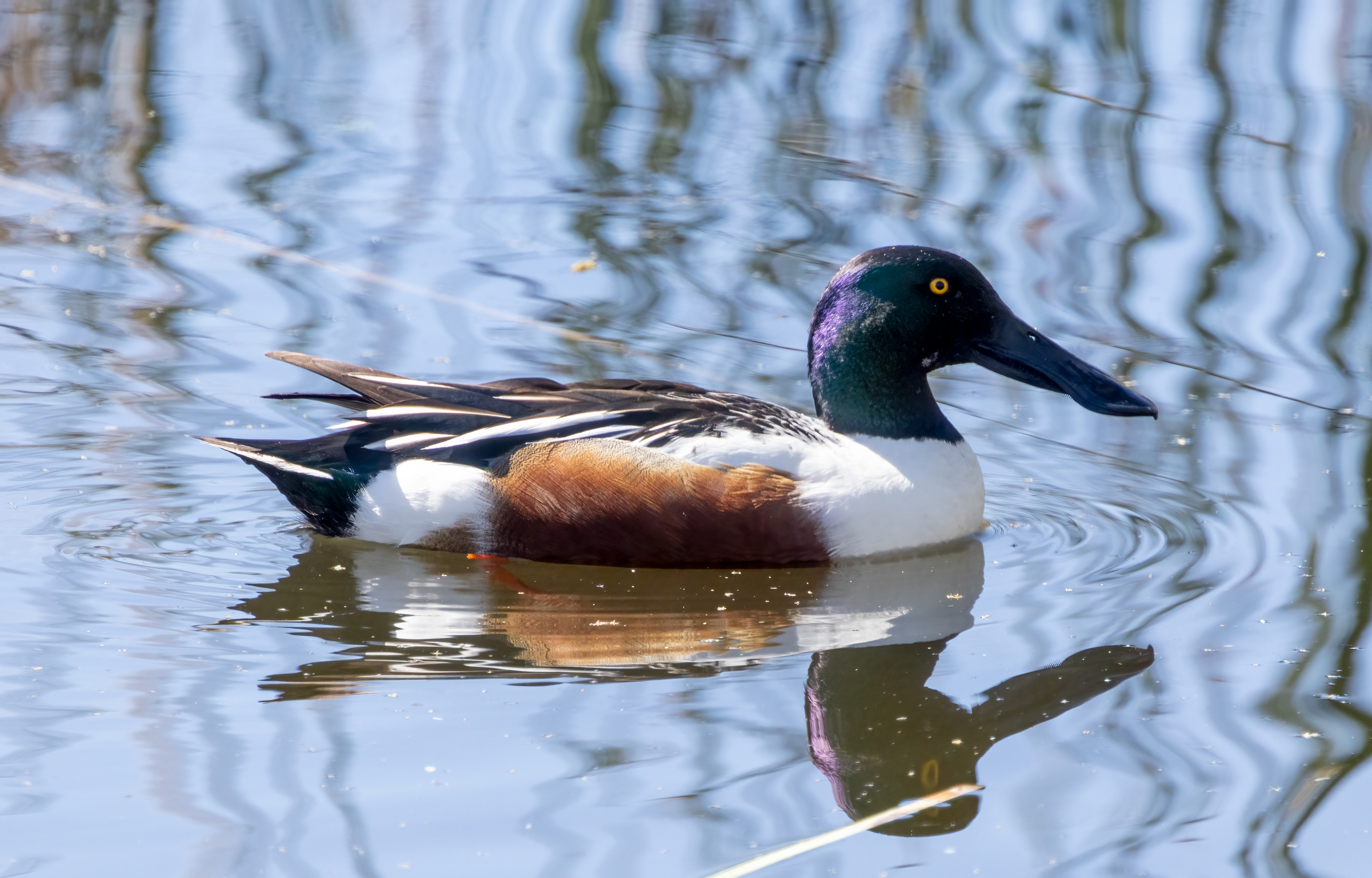 Northern Shoveler