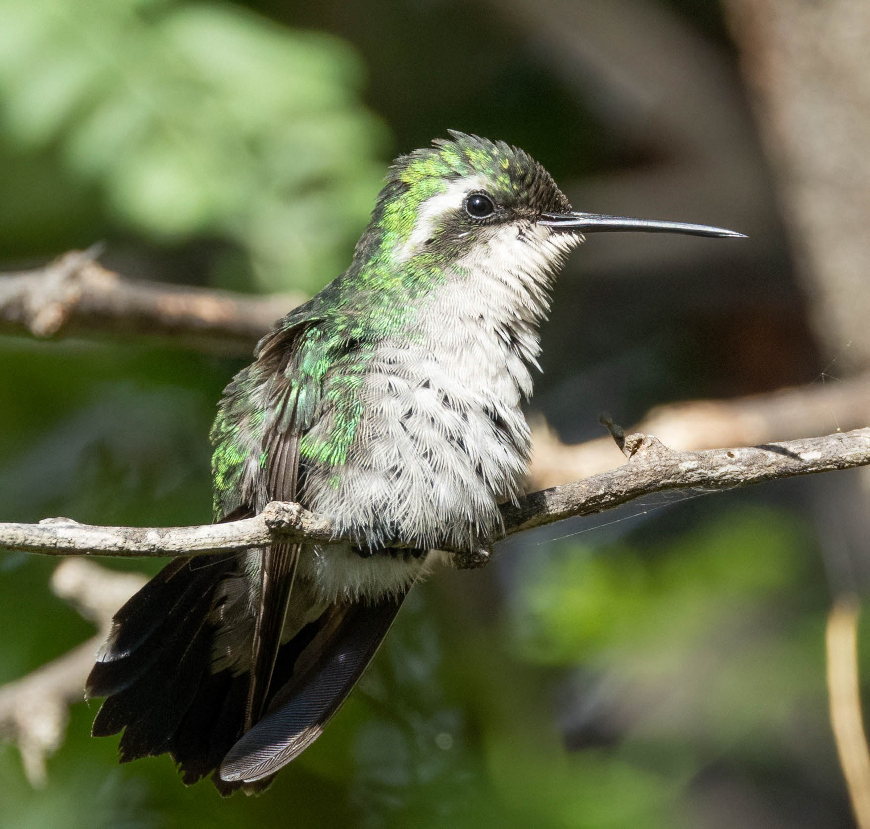 Blue-tailed Emerald