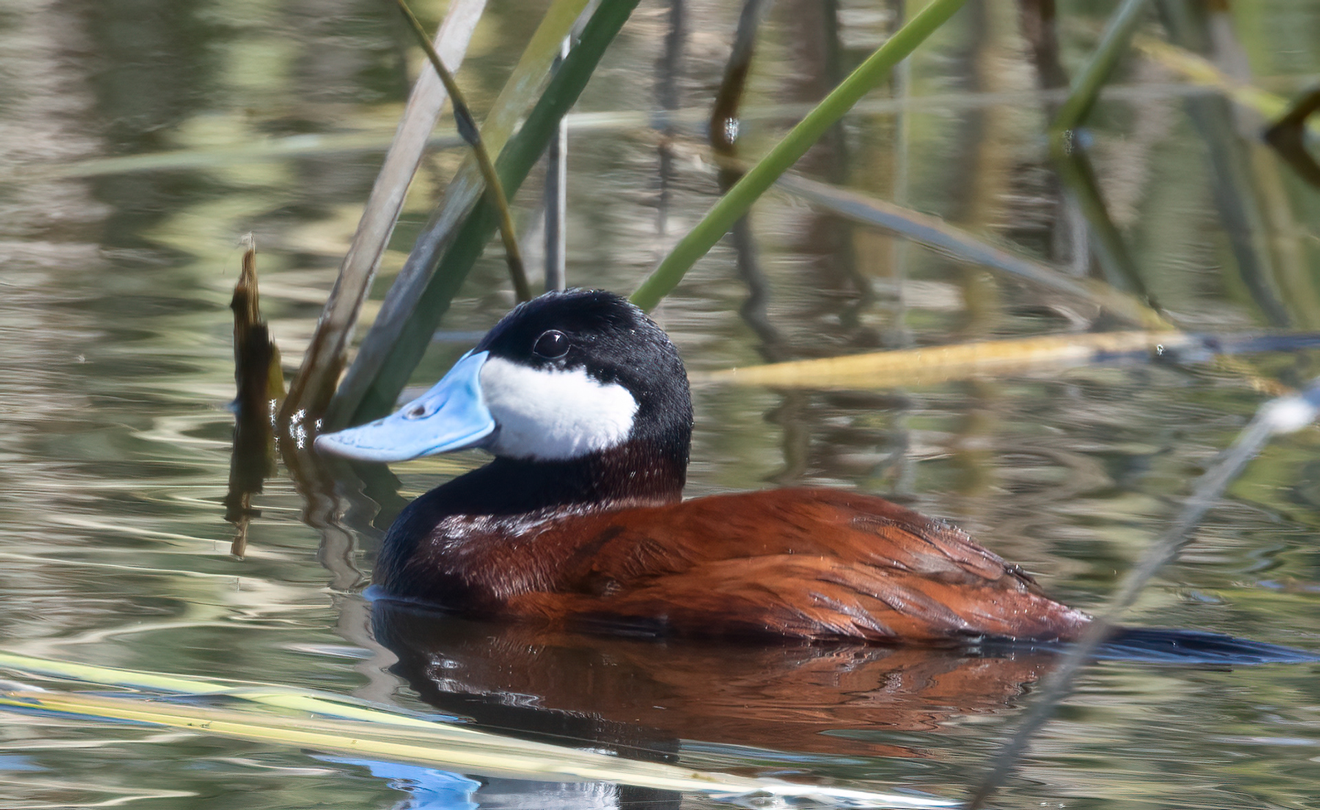Ruddy Duck