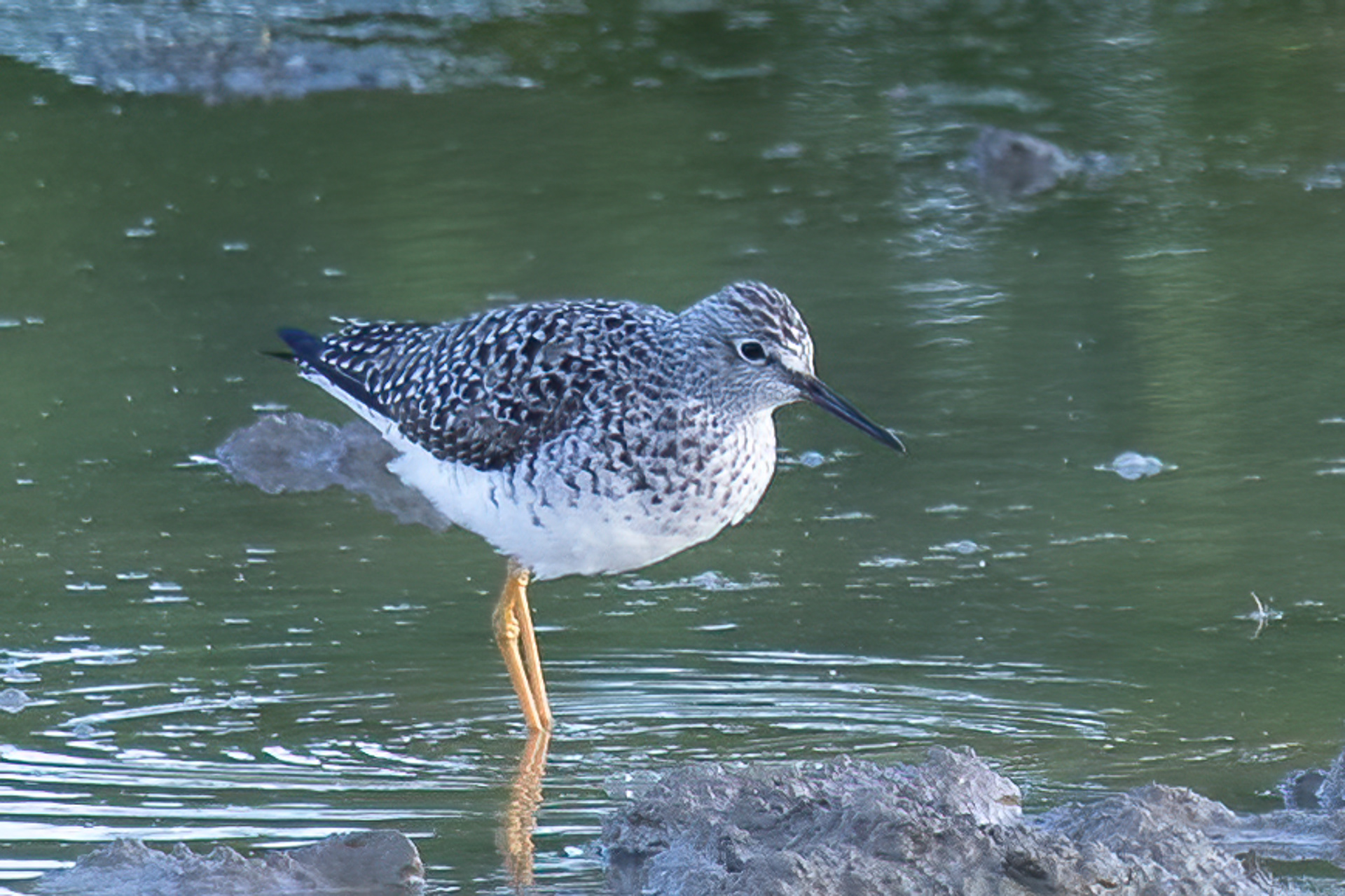 Lesser Yellowlegs
