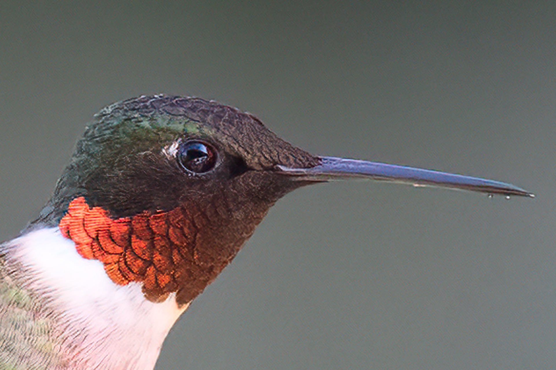 Ruby-throated Hummingbird