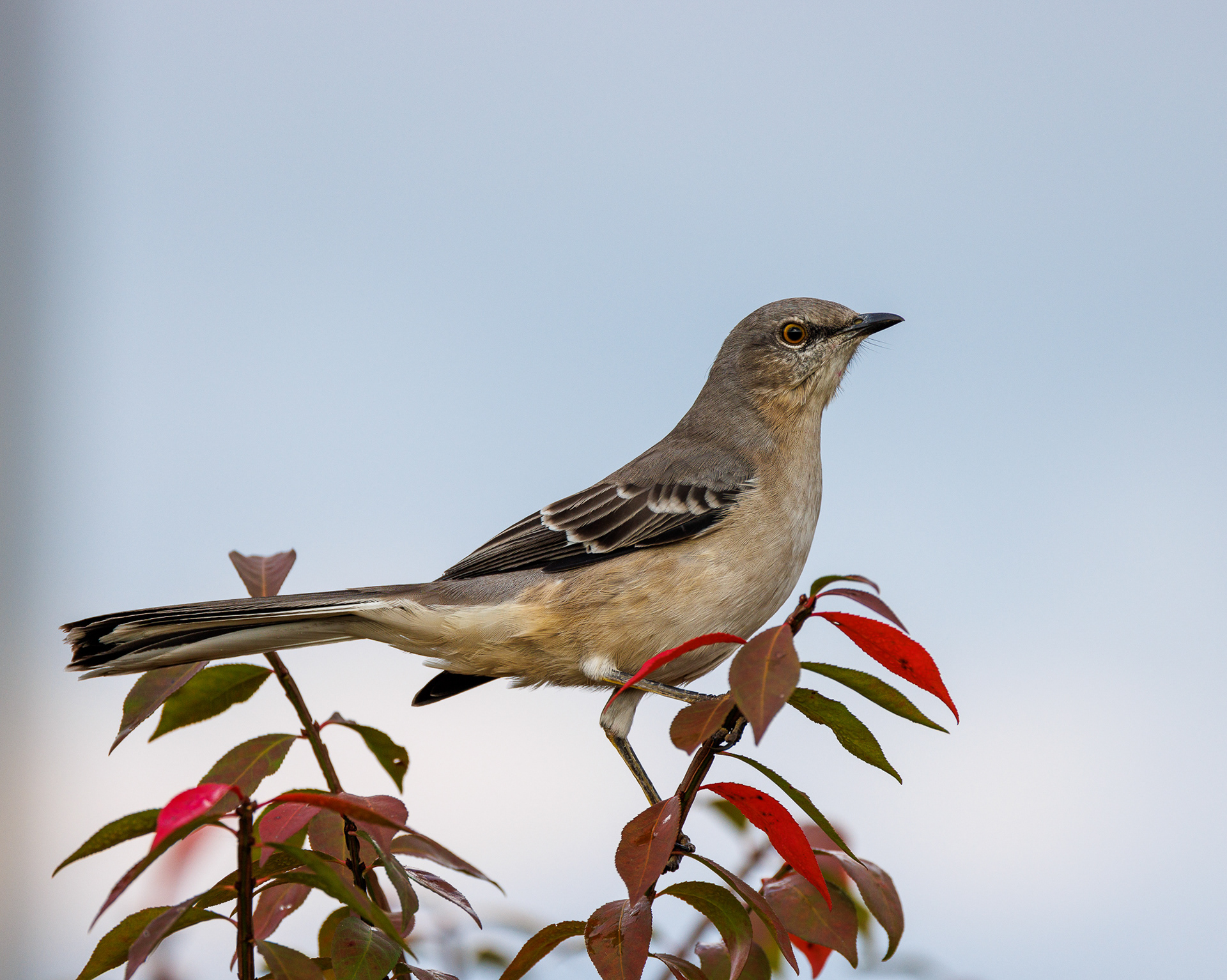 Northern Mockingbird