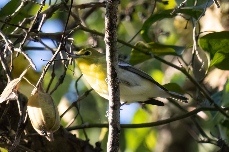 Yellow-throated Vireo