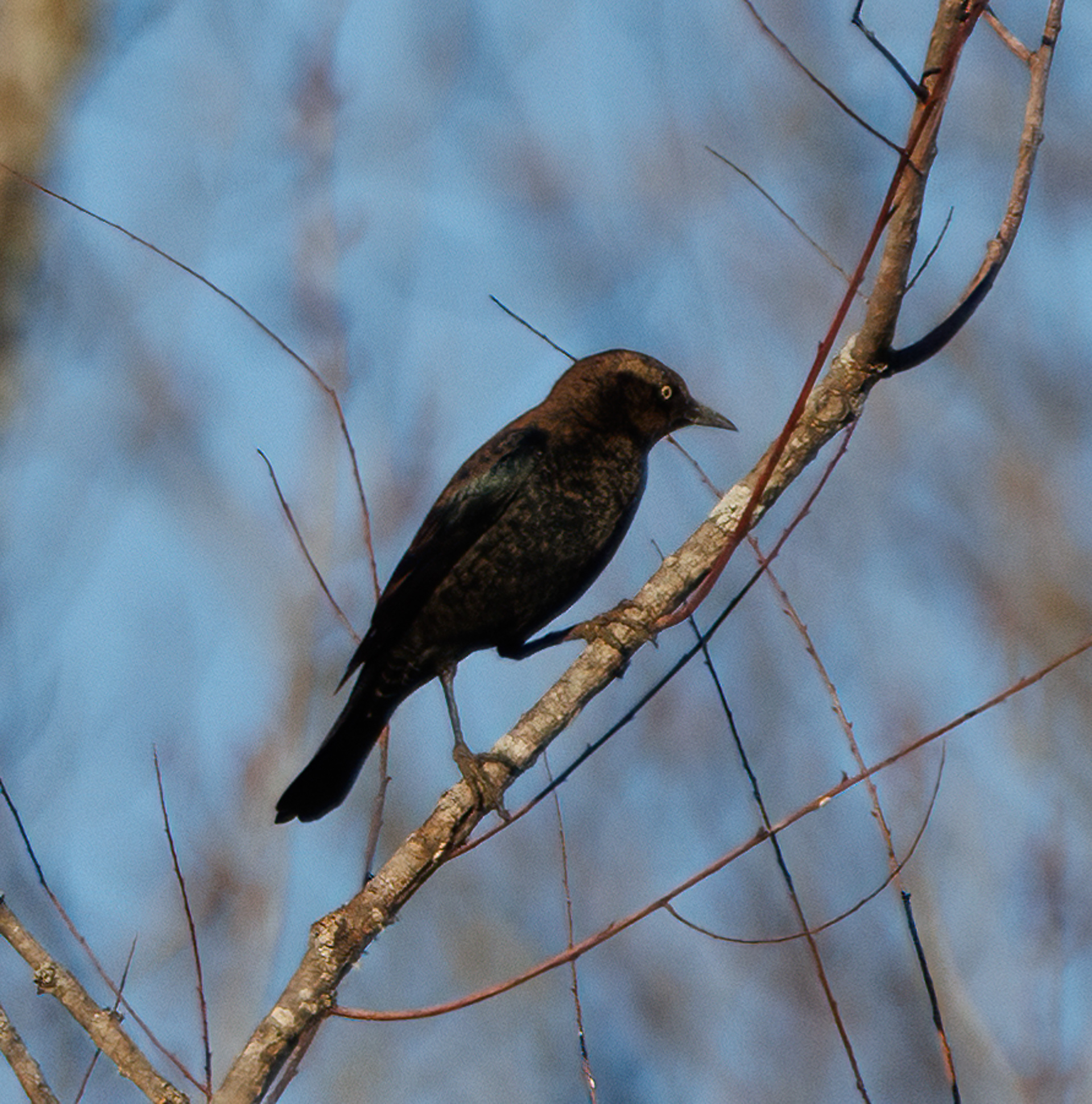 Rusty Blackbird