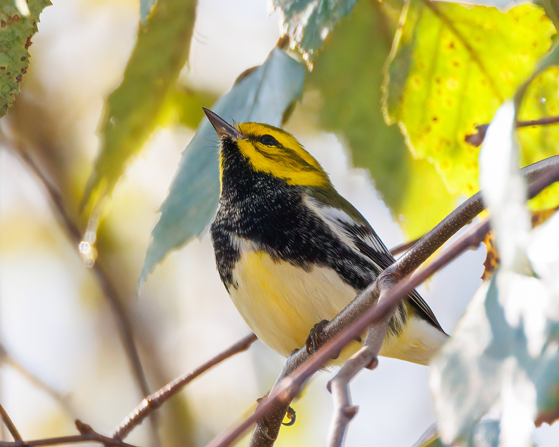 Black-throated Green Warbler