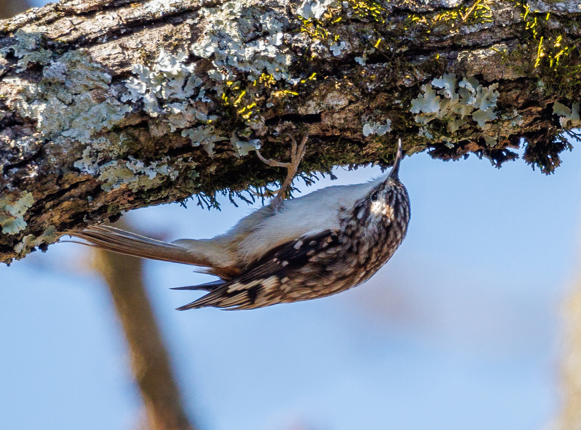 Brown Creeper
