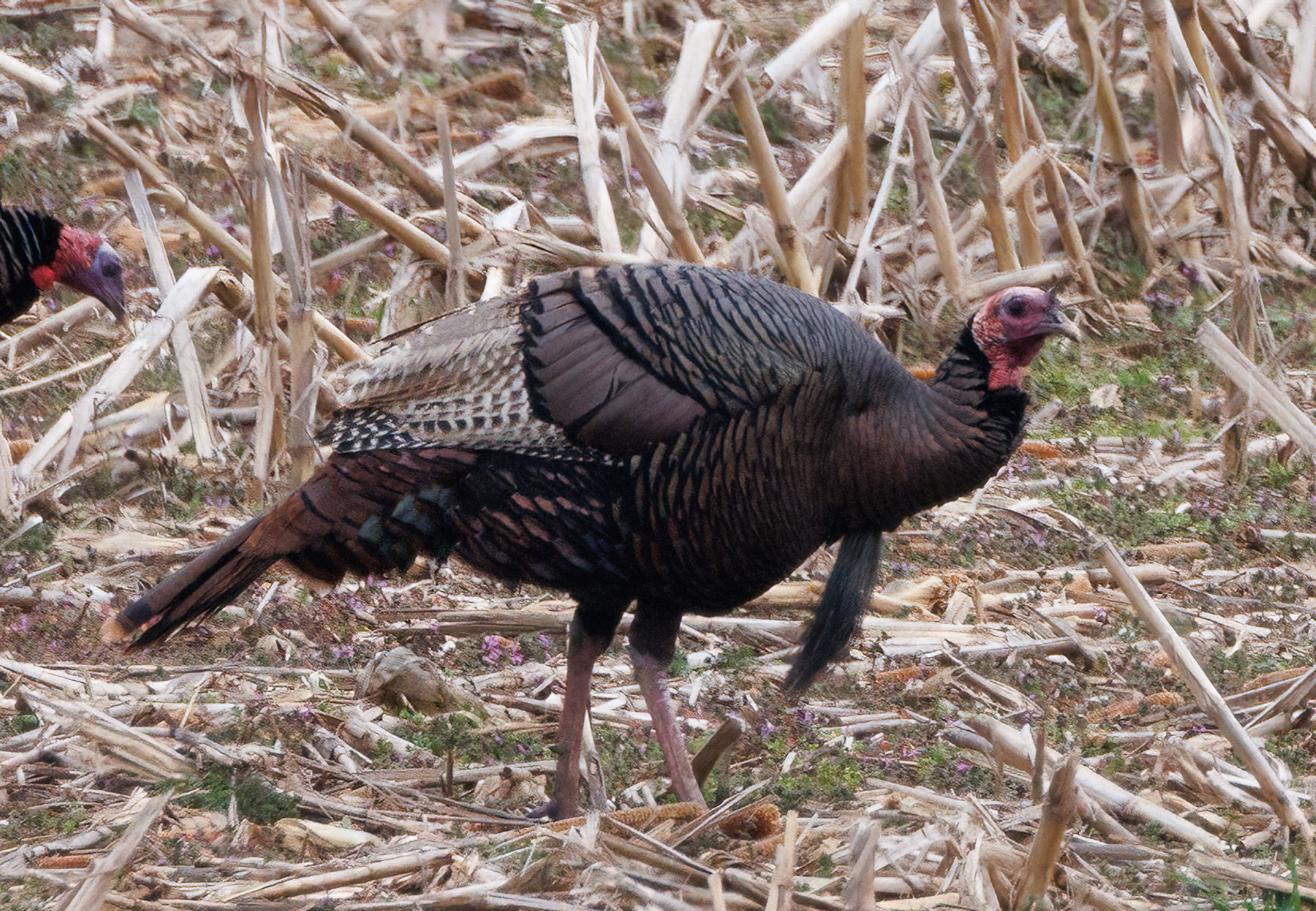 Wild Turkey