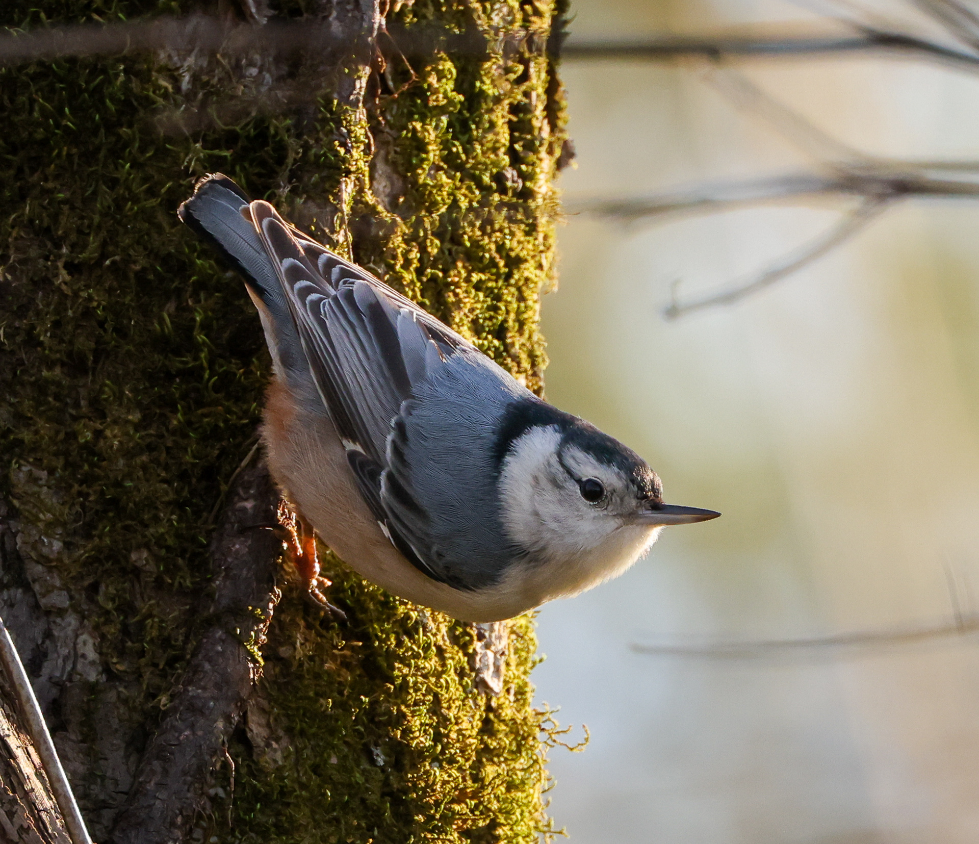 White-breasted Nuthatch