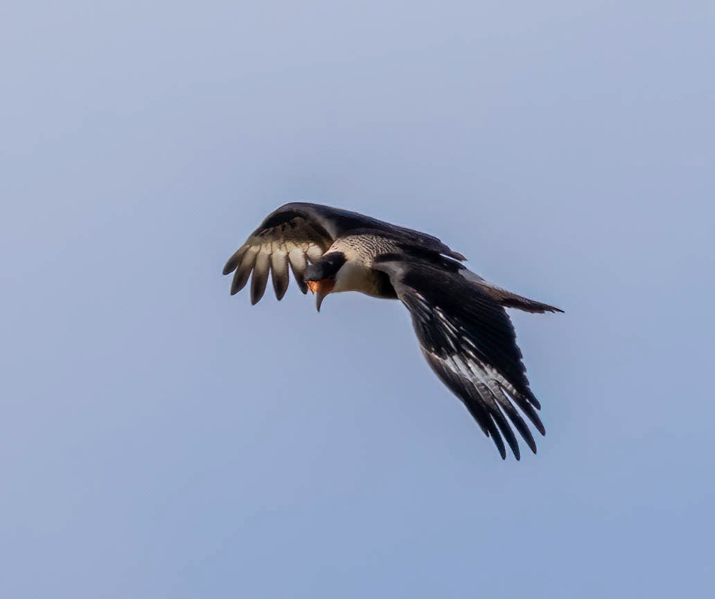 Crested Caracara