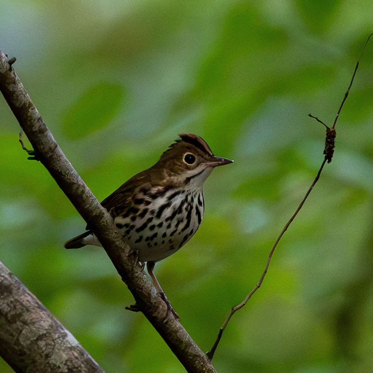 Ovenbird