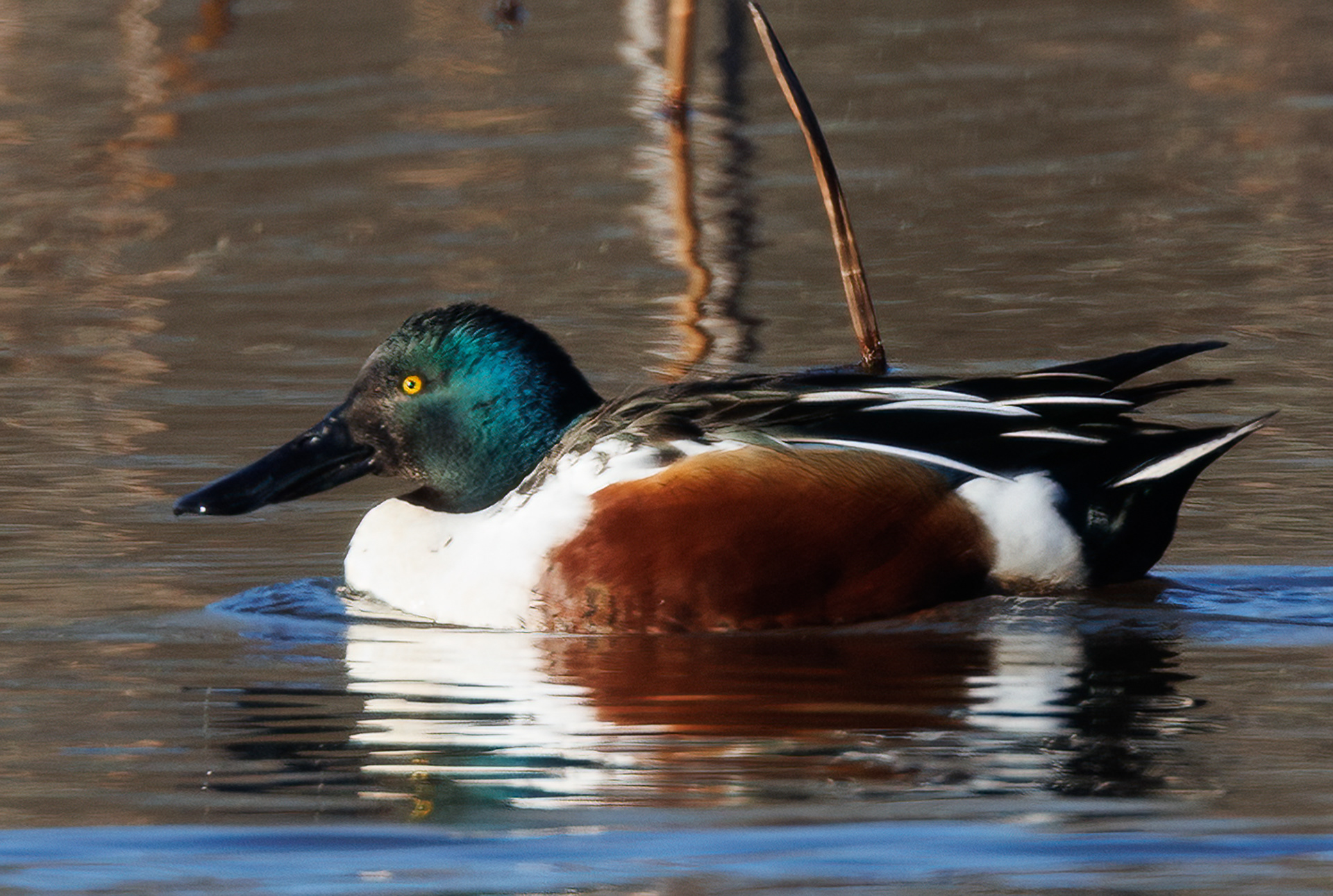 Northern Shoveler