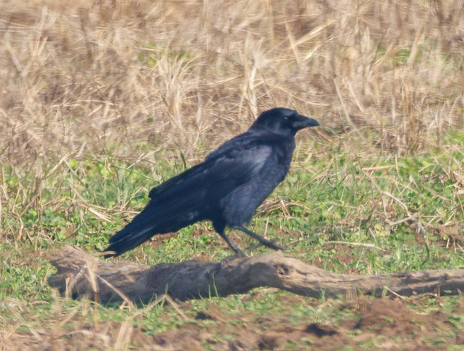 American Crow