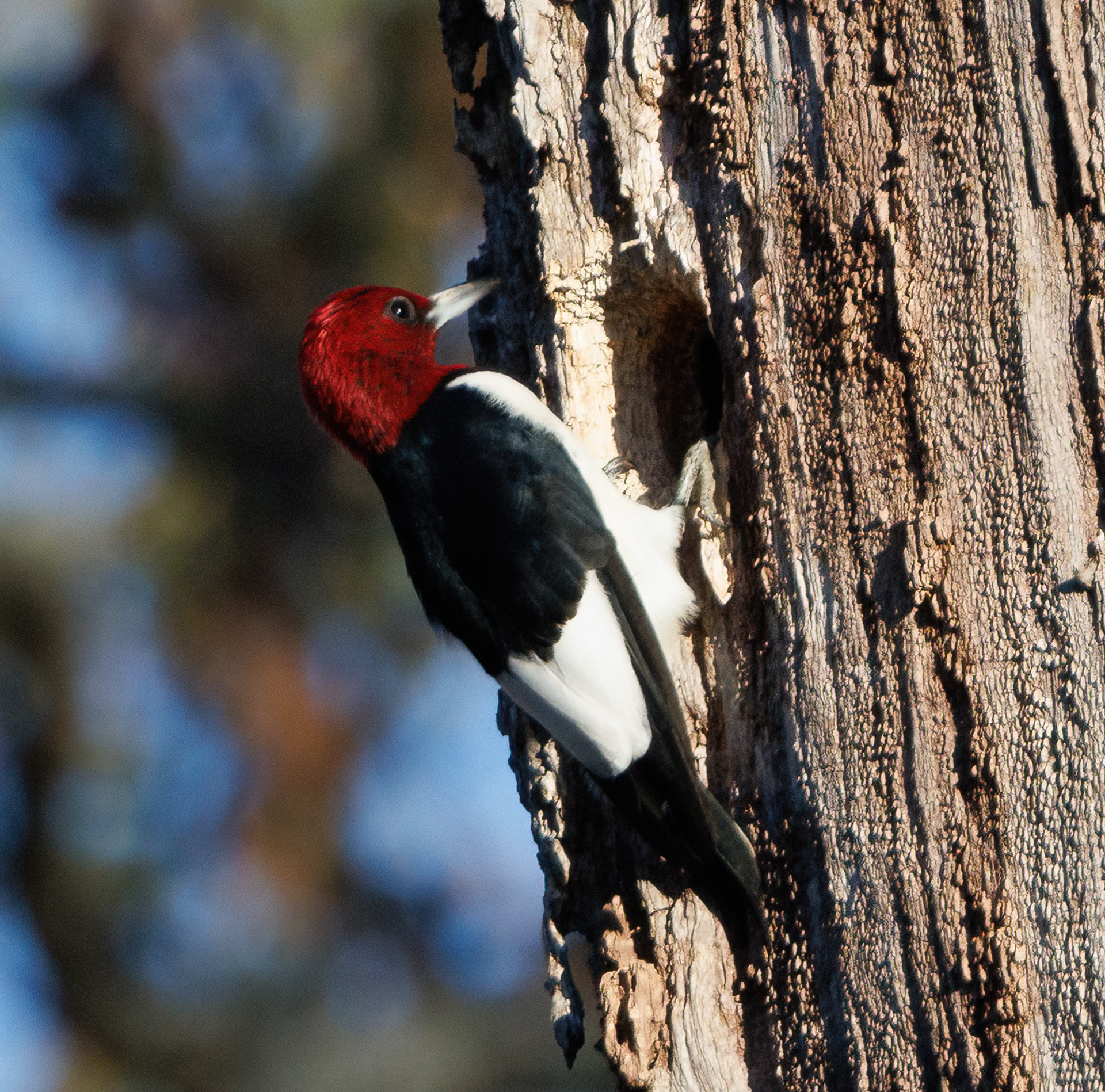 Red-headed Woodpecker