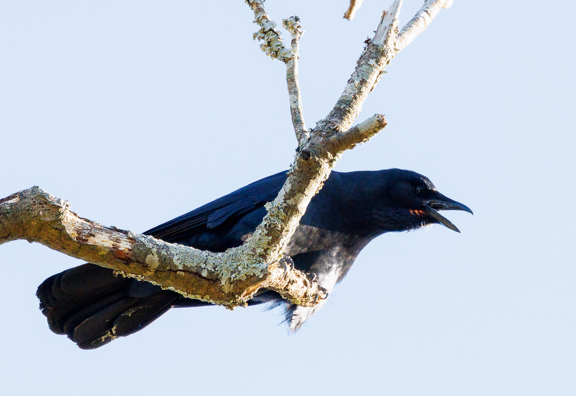 Fish Crow