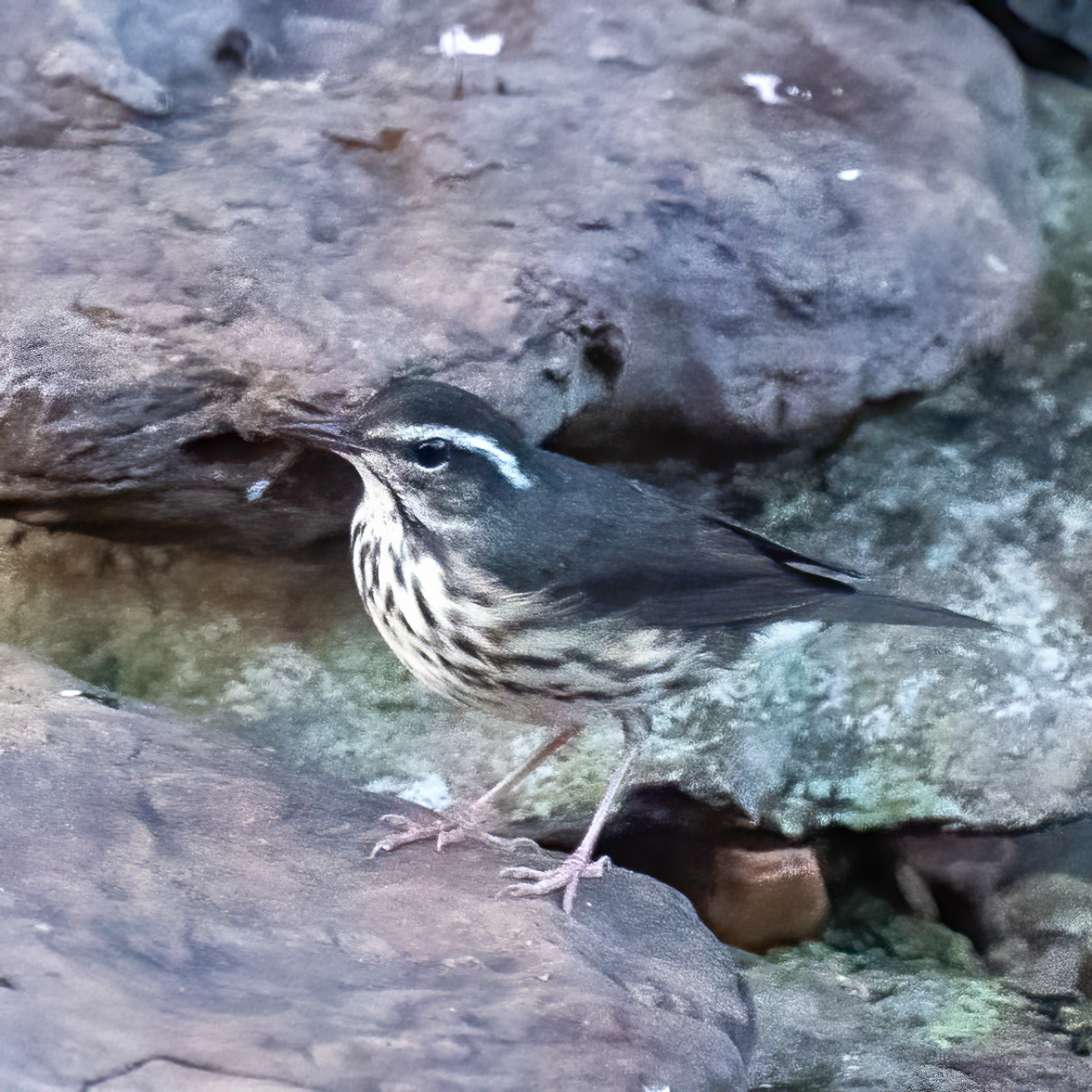 Louisiana Waterthrush