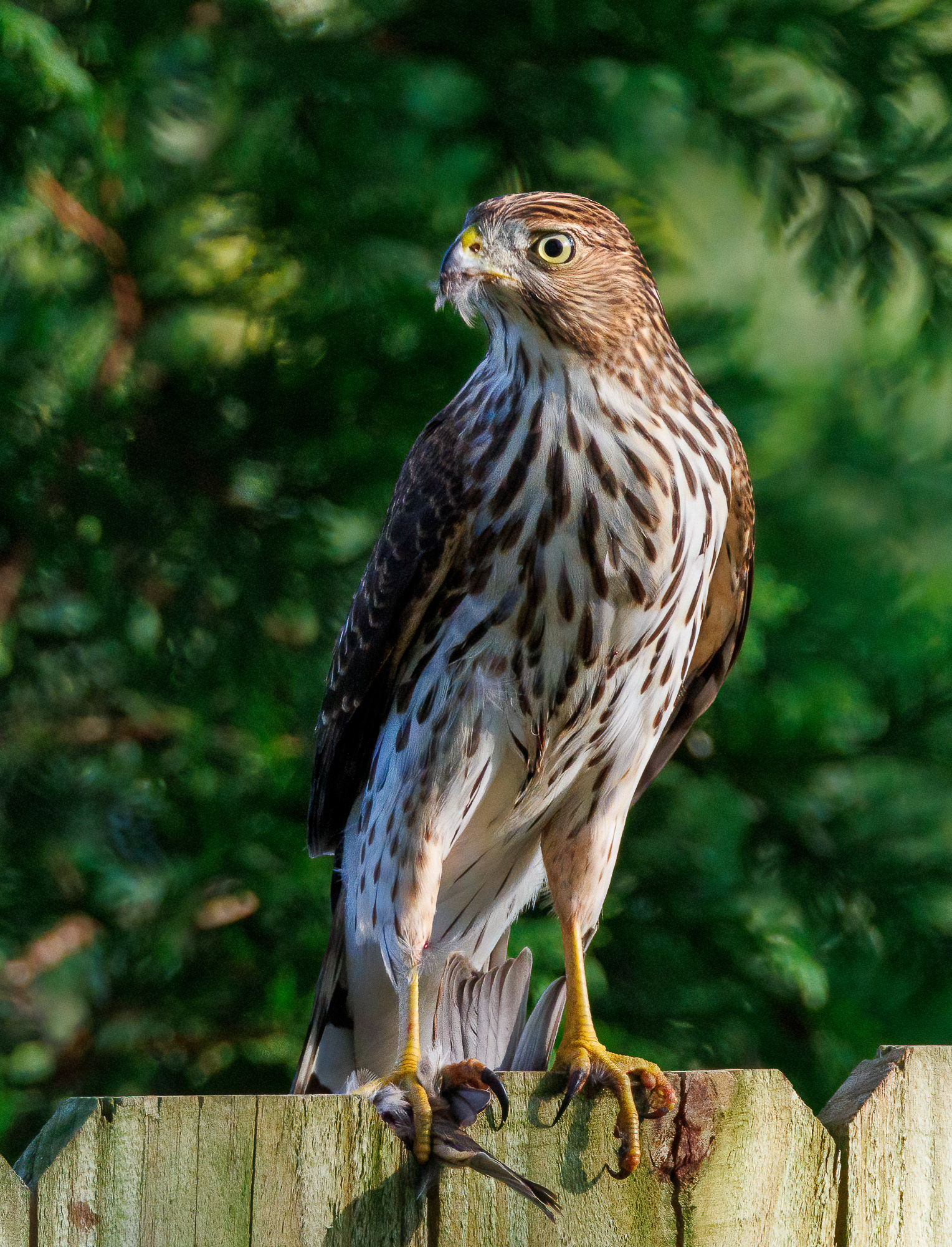 Juvenile Cooper's Hawk