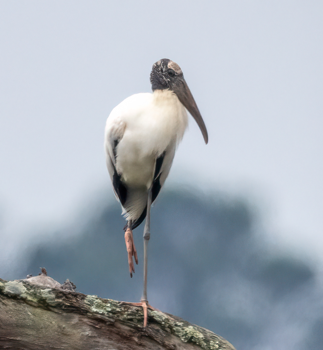 Wood Stork