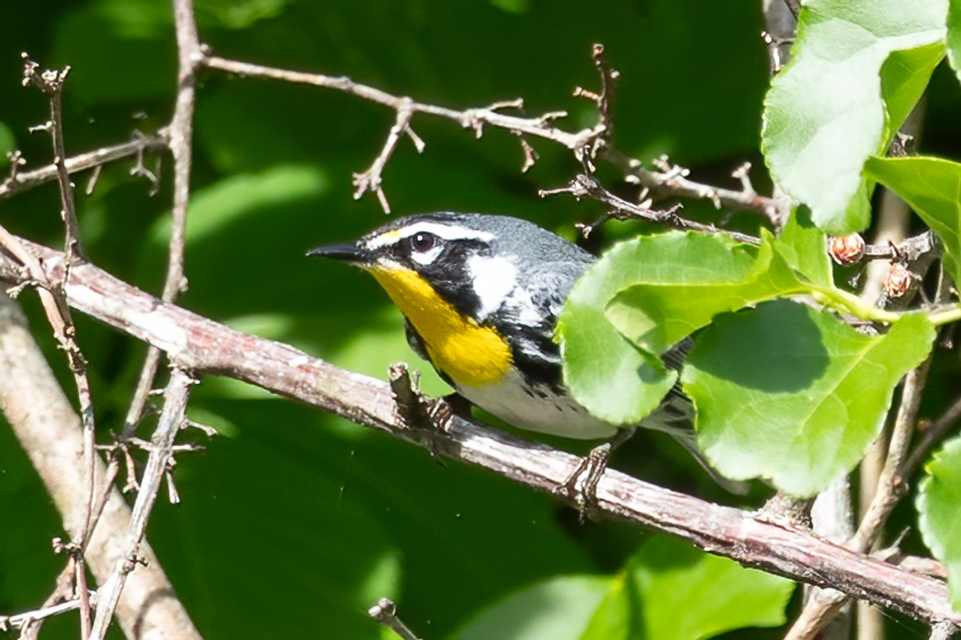 Yellow-throated Warbler