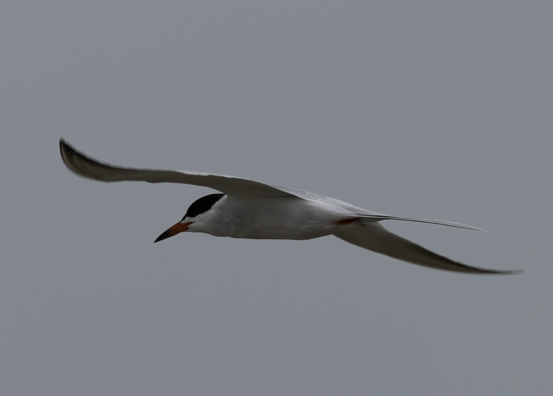 Common Tern