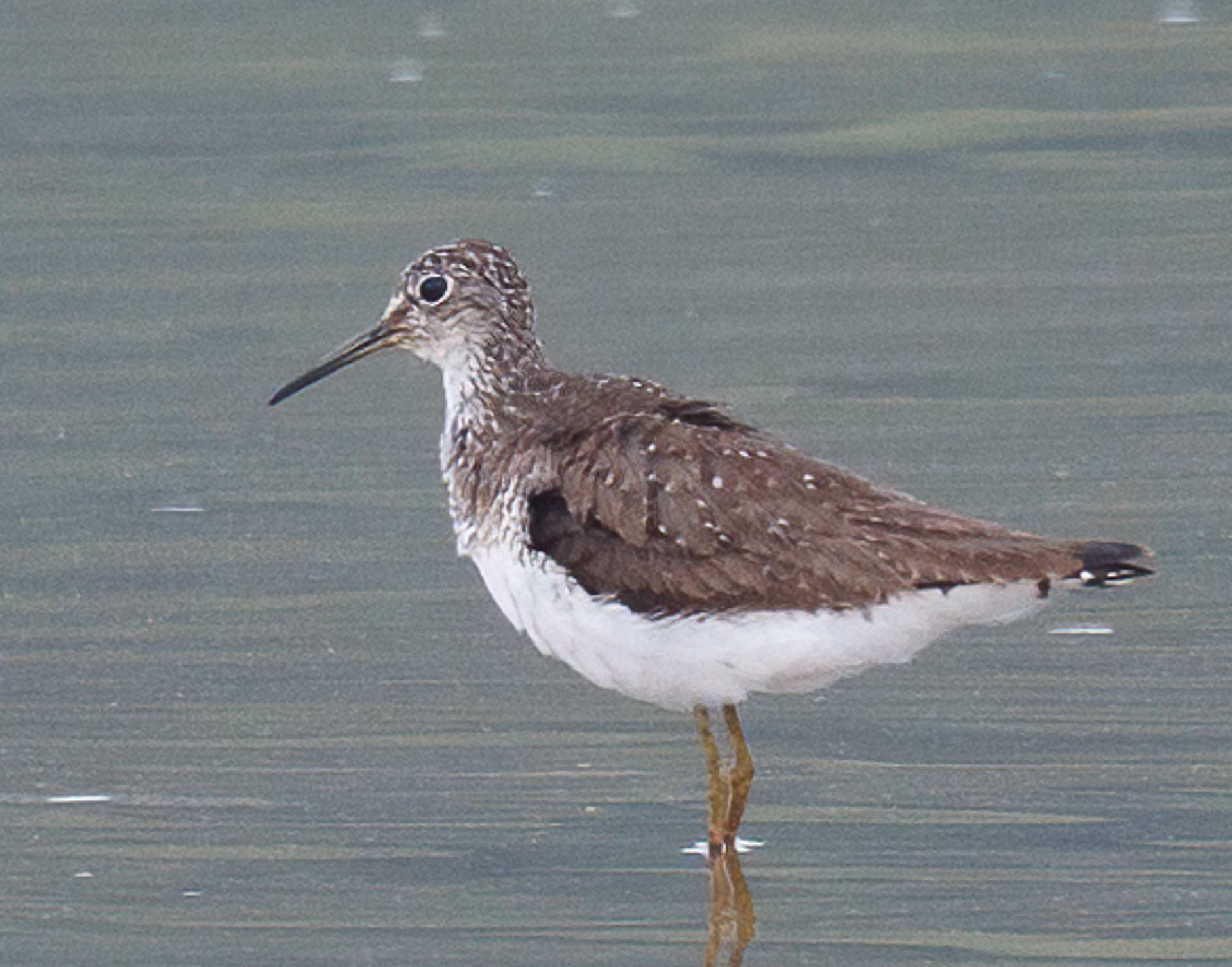 Solitary Sandpiper