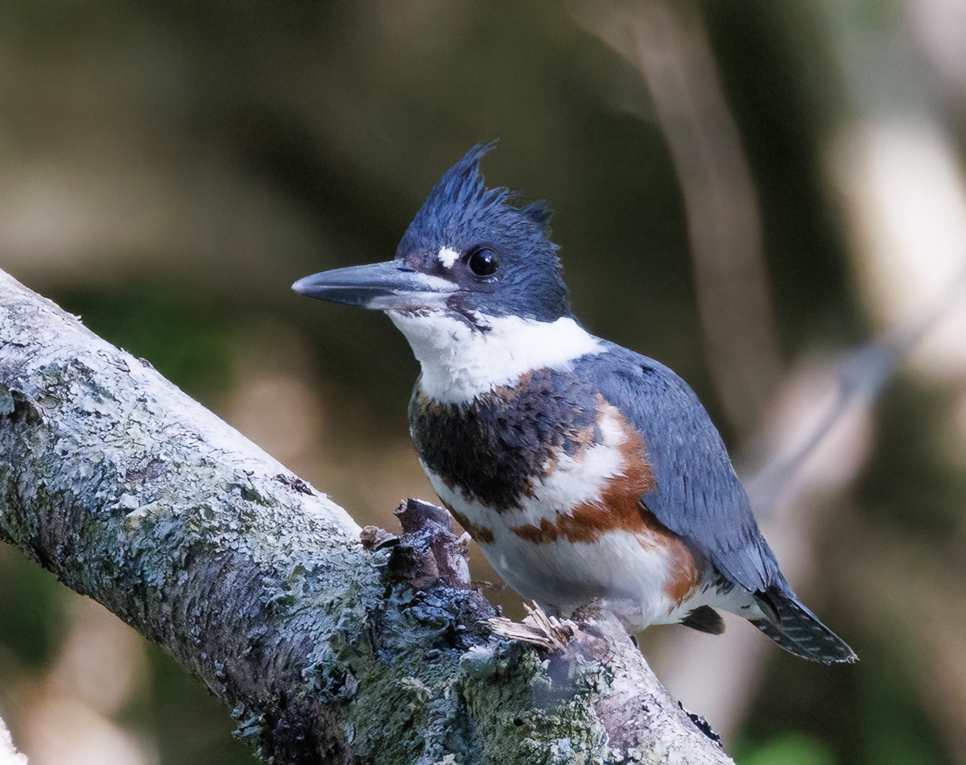 Belted Kingfisher