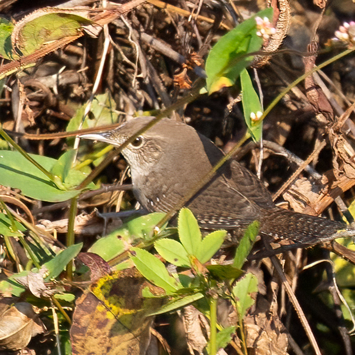Northern House Wren