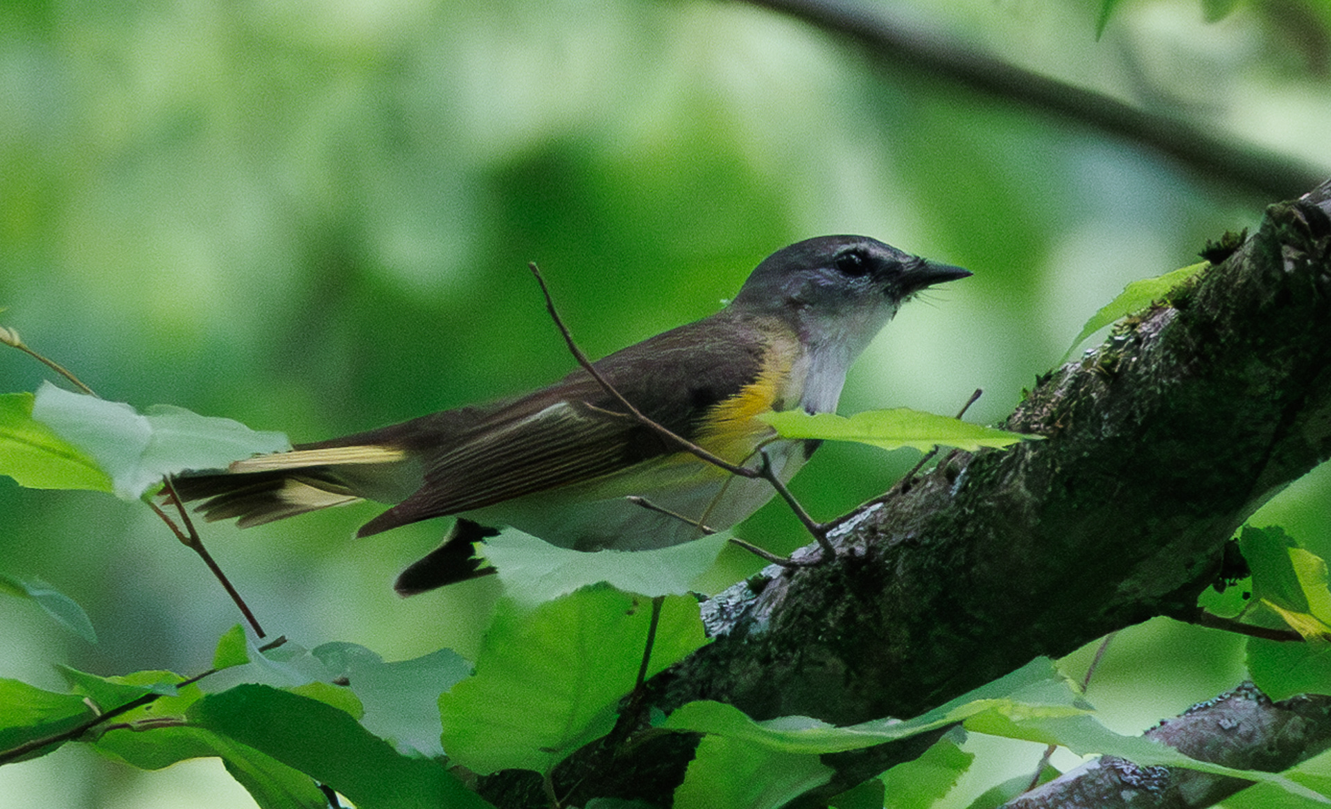 American Redstart