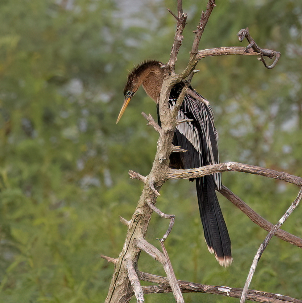 Anhinga