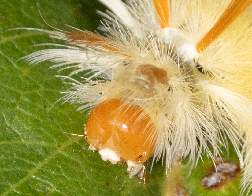 Sycamore Tussock Moth