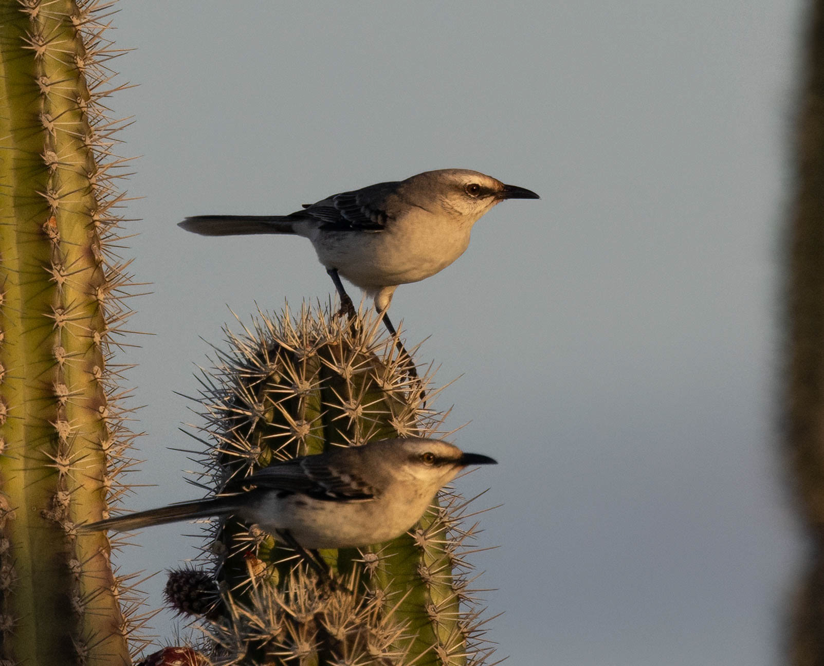 Tropical Mockingbird