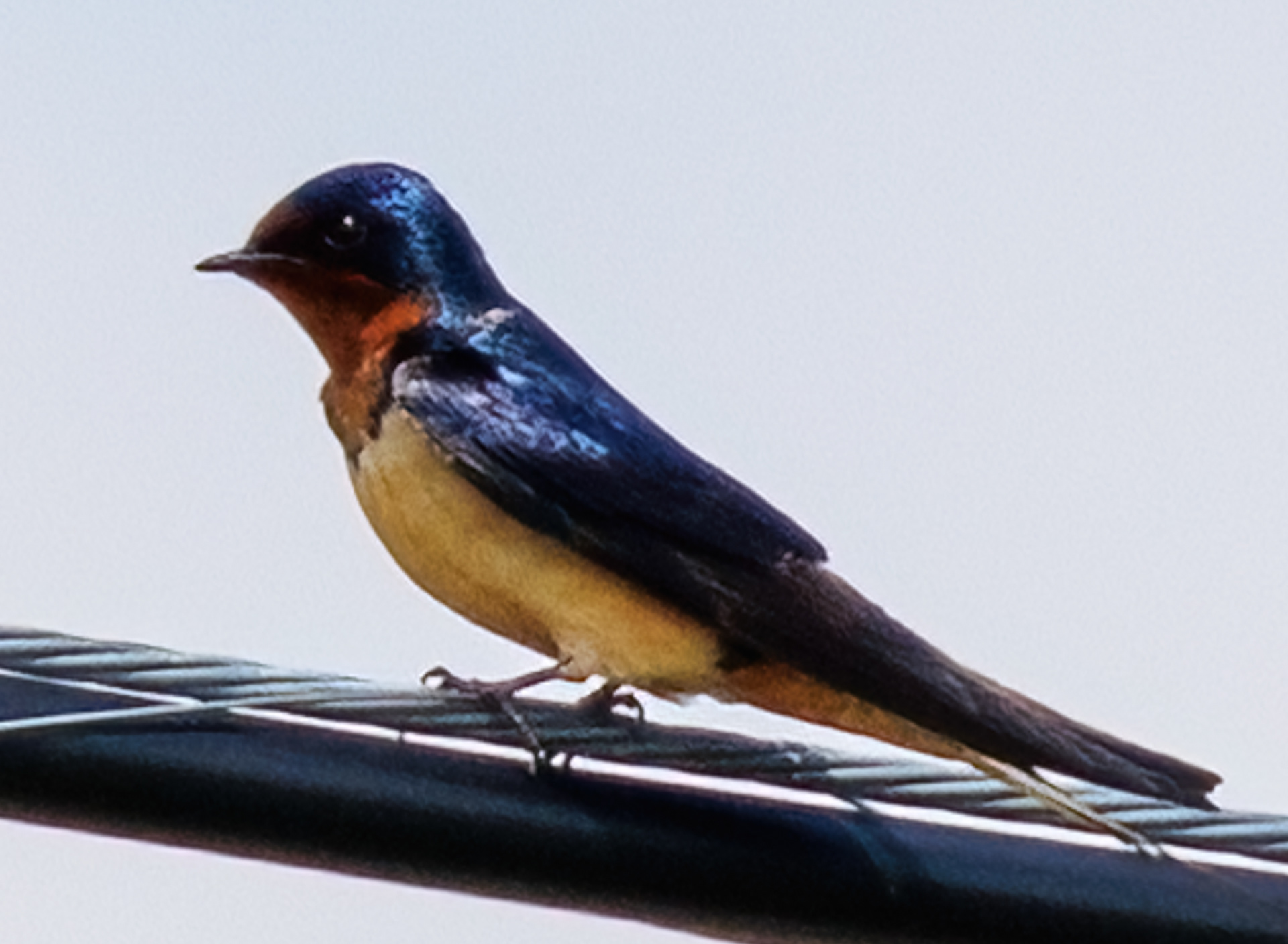 Barn Swallow