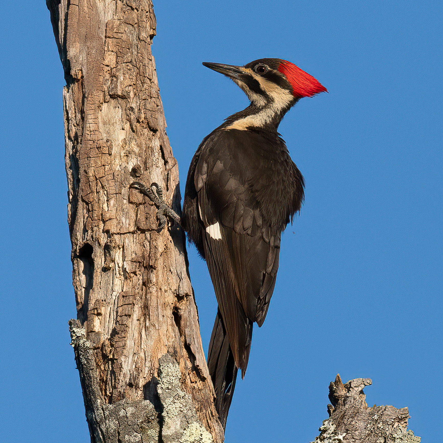Pileated Woodpecker