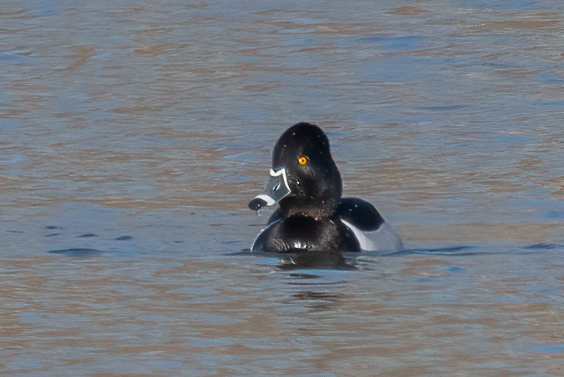 Ring-necked Duck