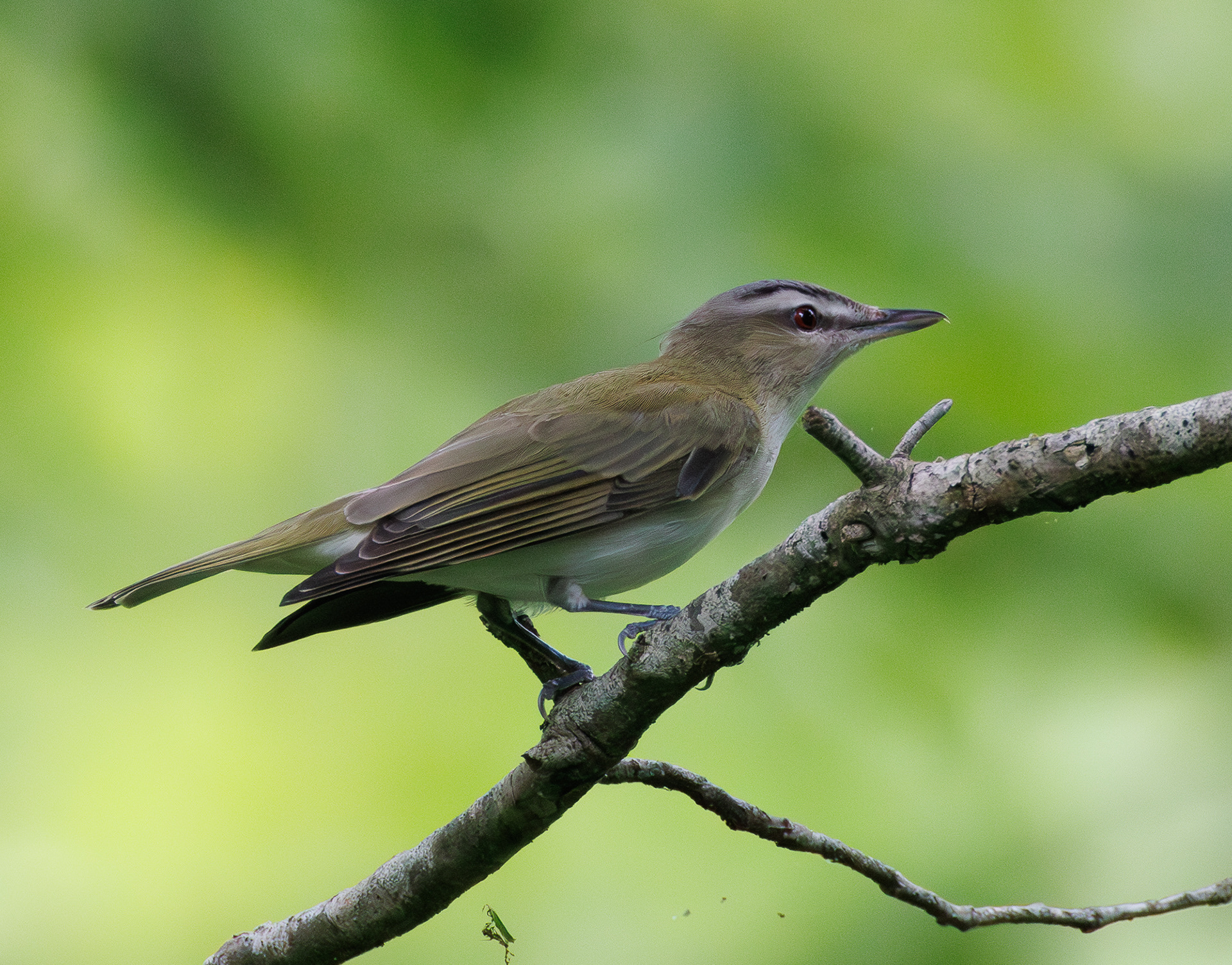 Red-eyed Vireo